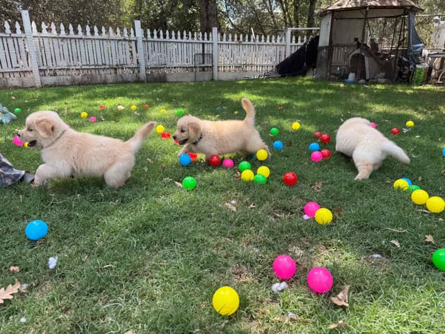Golden Retriever SHOW Puppies media 12