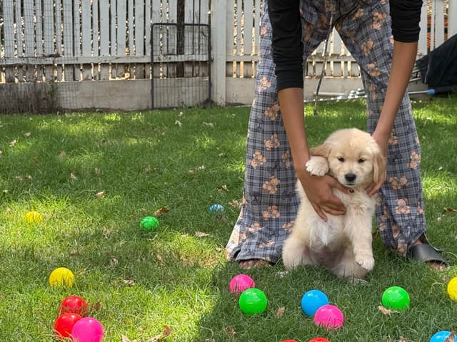 Golden Retriever SHOW Puppies media 13