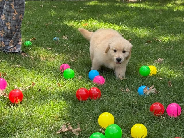 Golden Retriever SHOW Puppies media 14