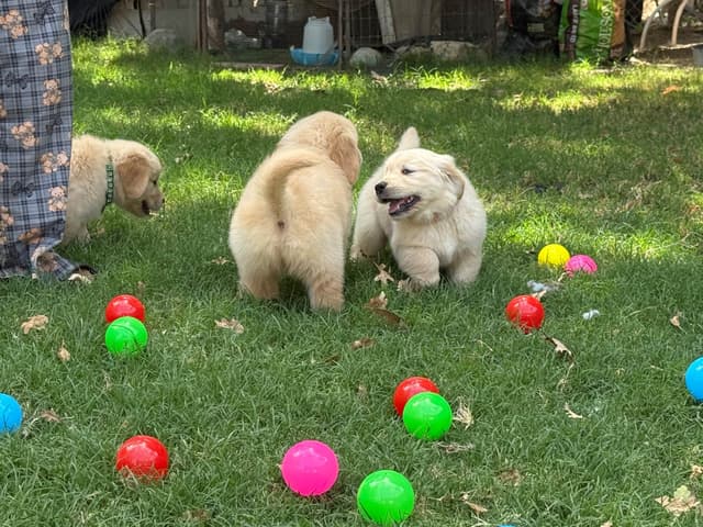 Golden Retriever SHOW Puppies media 16
