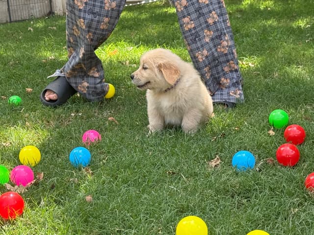 Golden Retriever SHOW Puppies media 15