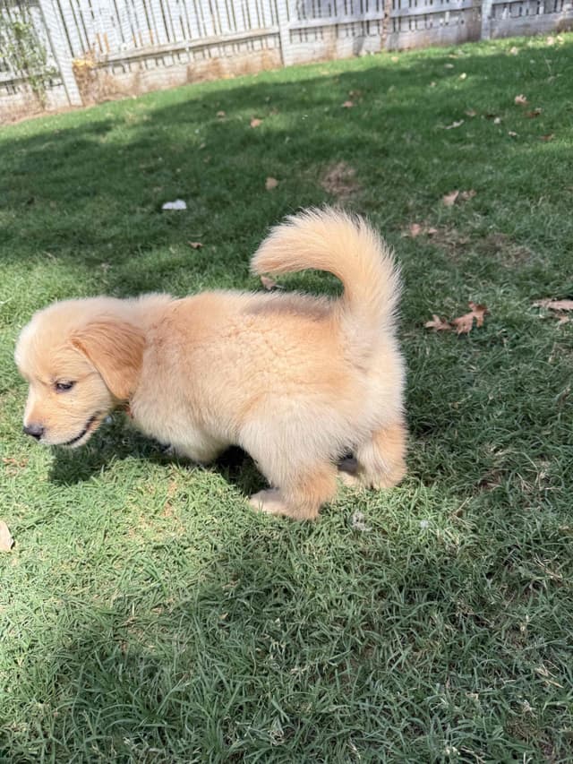 Golden Retriever SHOW Puppies media 17