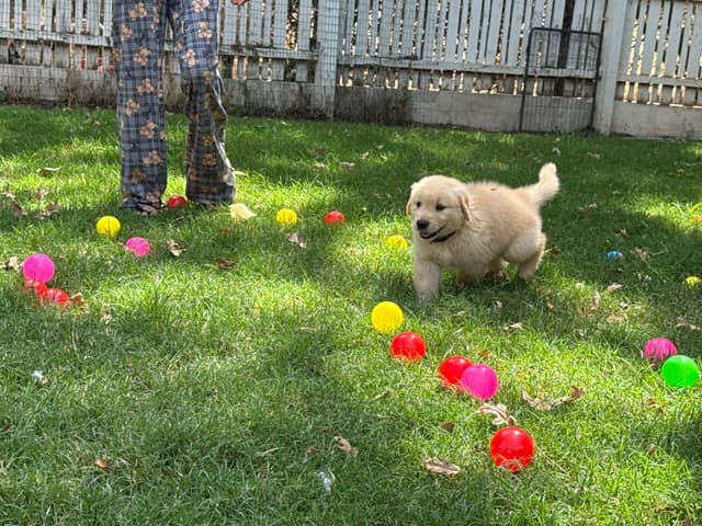 Golden Retriever SHOW Puppies media 18