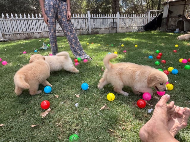 Golden Retriever SHOW Puppies media 20