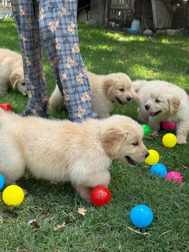 Golden Retriever SHOW Puppies media 22
