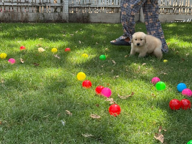 Golden Retriever SHOW Puppies media 23