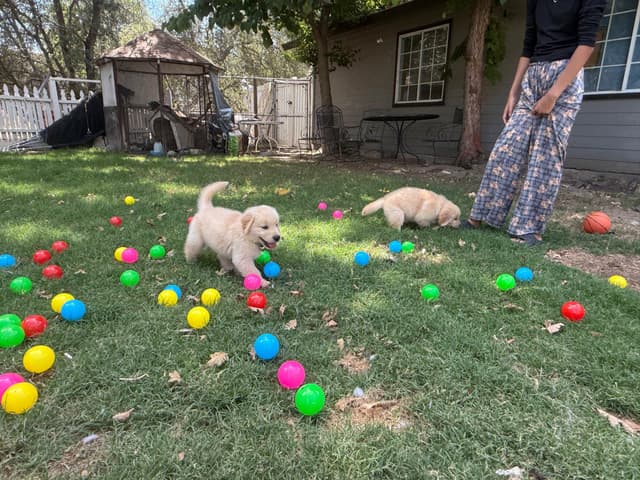 Golden Retriever SHOW Puppies media 25