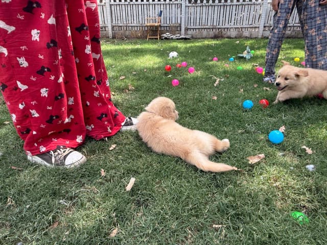 Golden Retriever SHOW Puppies media 27