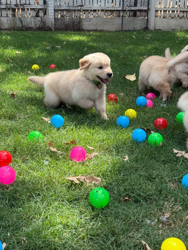 Golden Retriever SHOW Puppies media 29