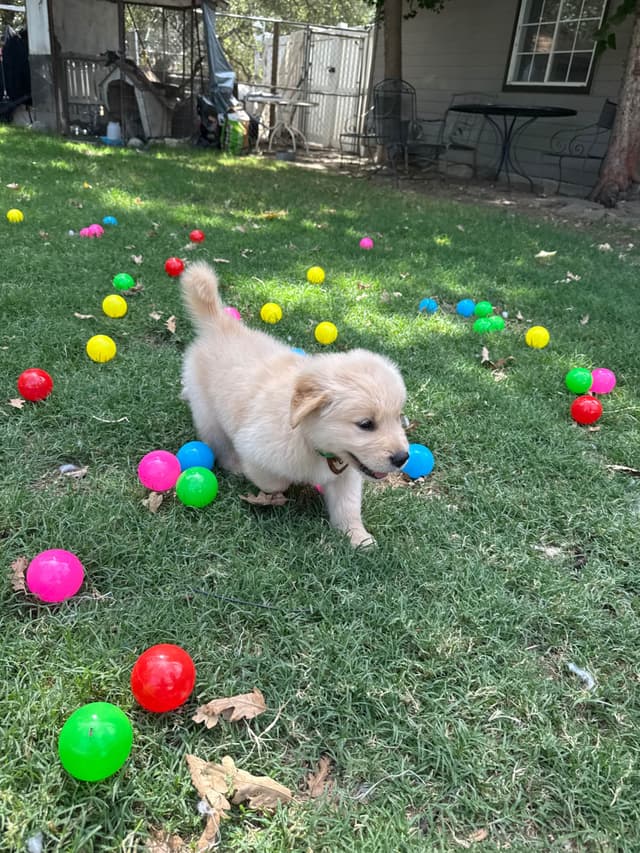 Golden Retriever SHOW Puppies media 30