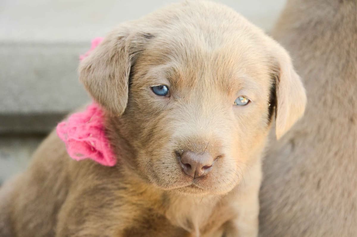 Silver & Charcoal Labrador Retriever Puppies breeder image 2