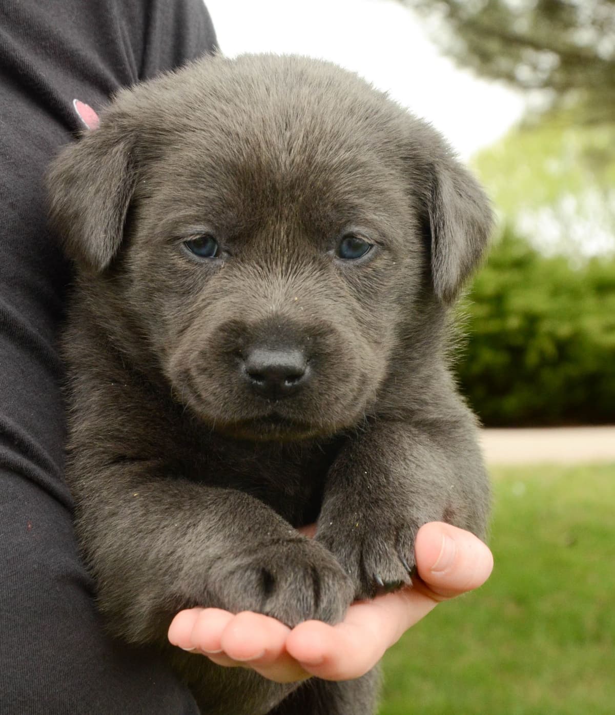 Silver & Charcoal Labrador Retriever Puppies breeder image 7