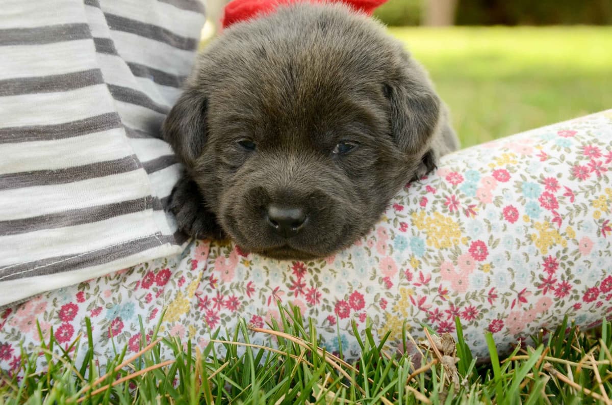 Silver & Charcoal Labrador Retriever Puppies breeder image 11