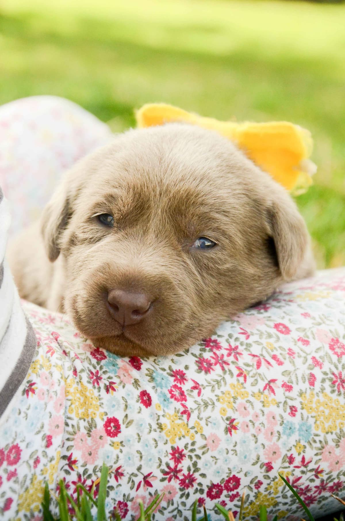 Silver & Charcoal Labrador Retriever Puppies breeder image 12