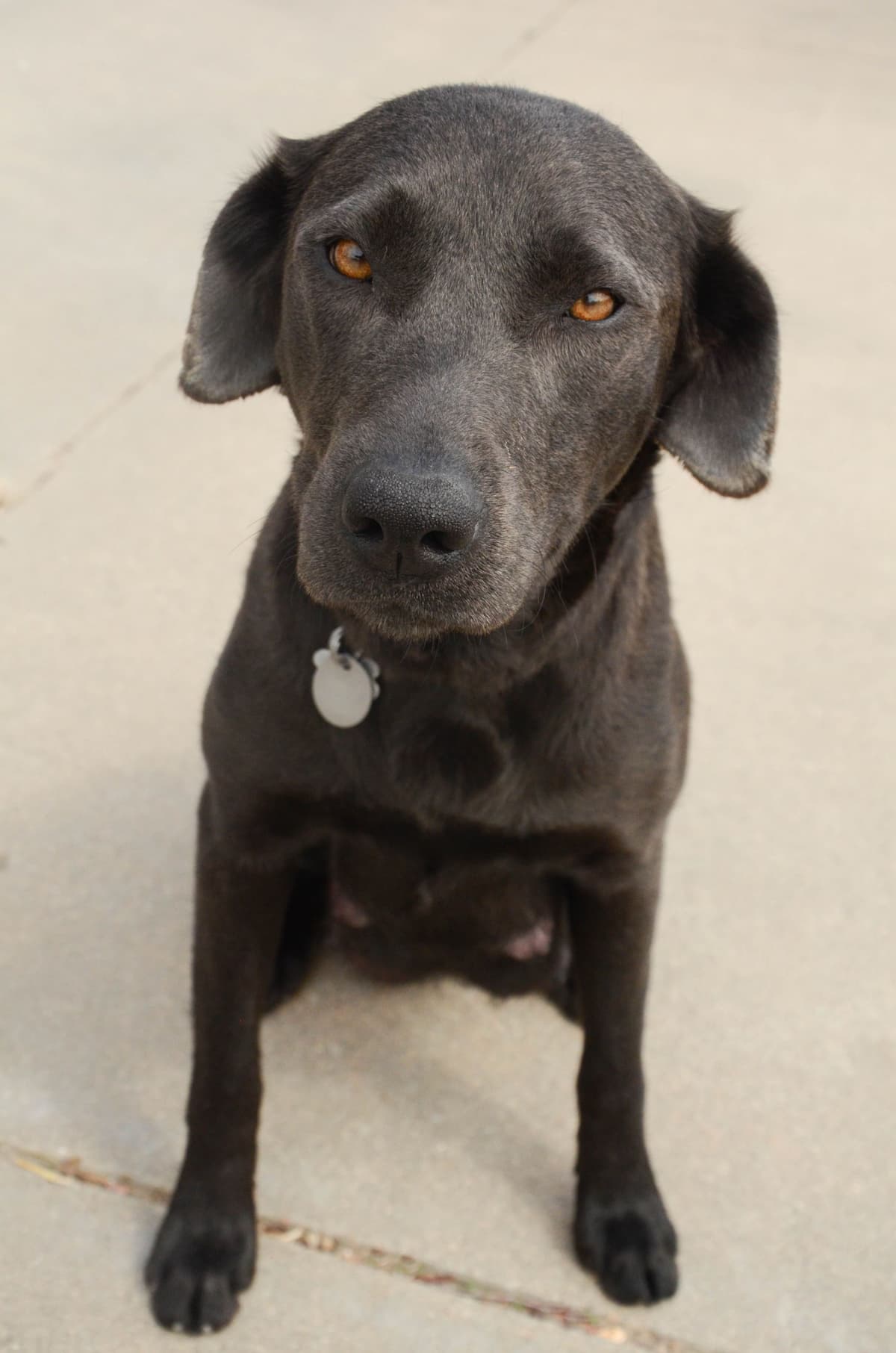 Silver & Charcoal Labrador Retriever Puppies breeder image 14