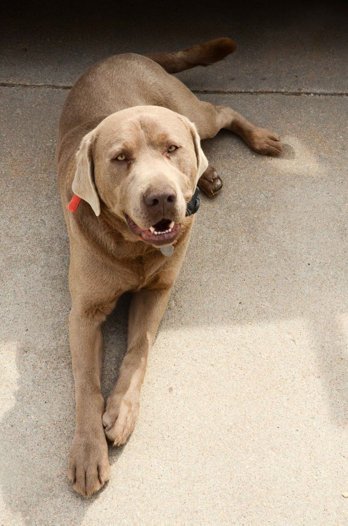 Silver & Charcoal Labrador Retriever Puppies breeder image 15