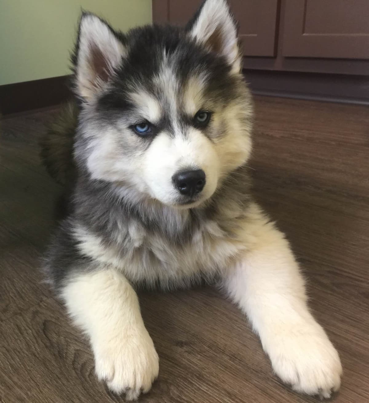 Siberian Husky Puppies breeder image 18