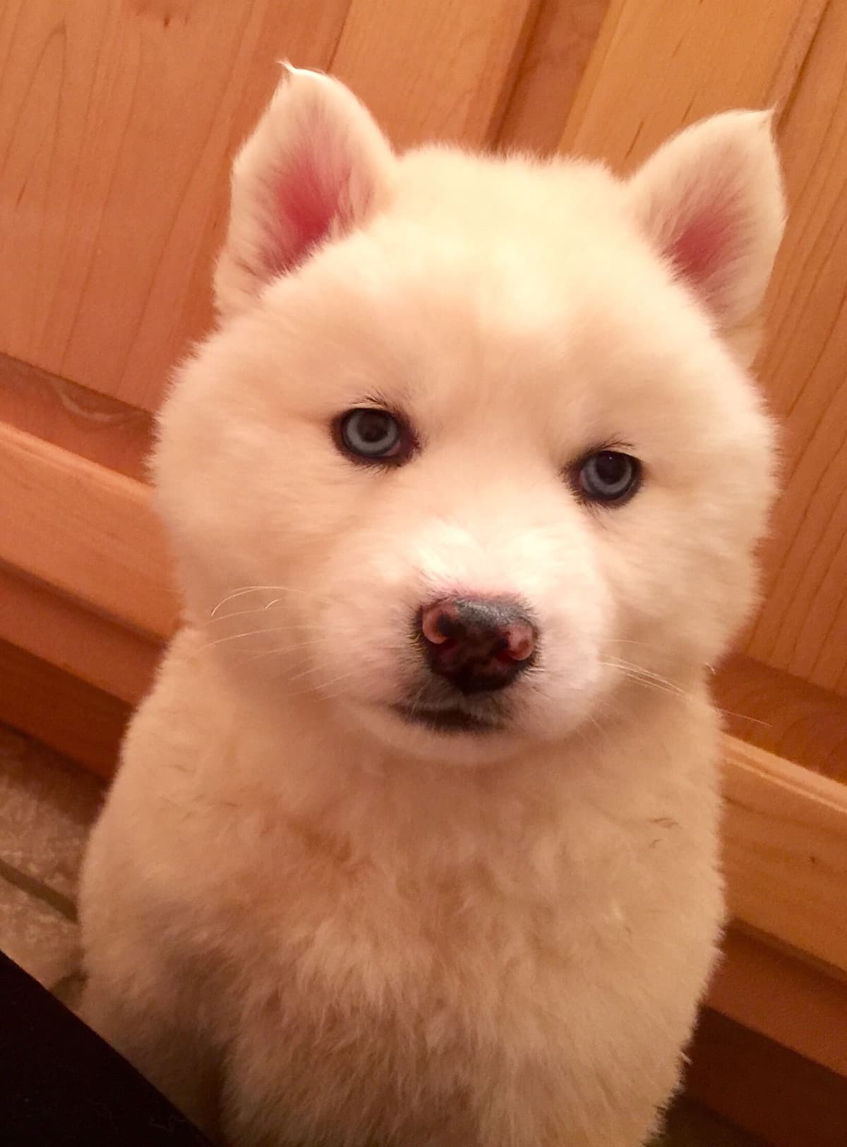 Siberian Husky Puppies breeder image 16