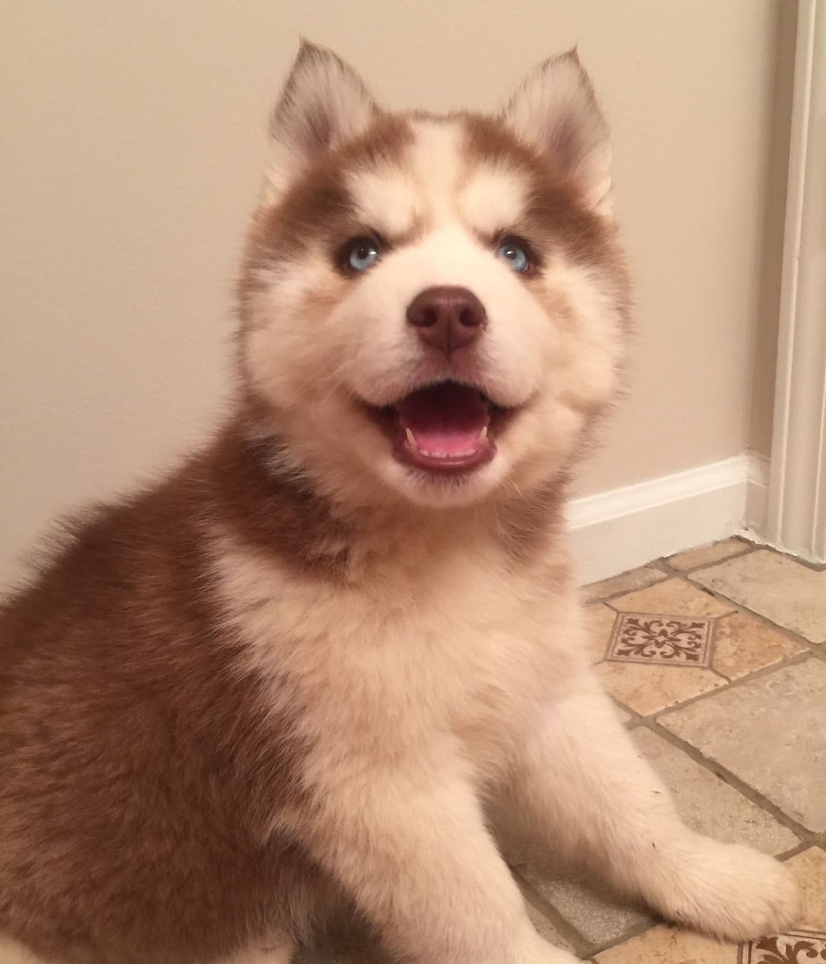 Siberian Husky Puppies breeder image 17