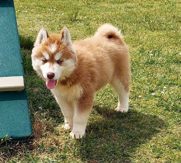 Siberian Husky Puppies breeder image 14