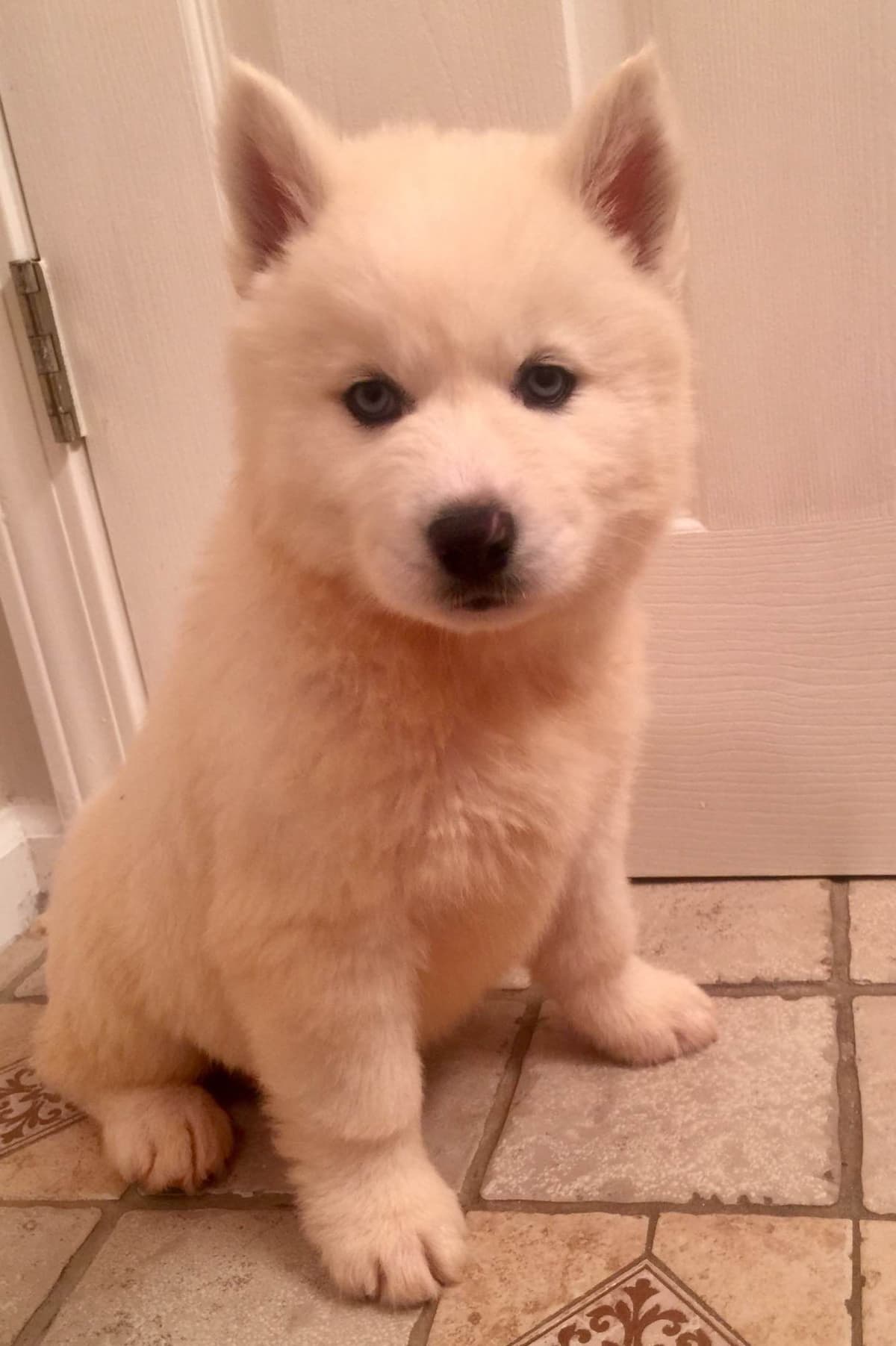 Siberian Husky Puppies breeder image 19