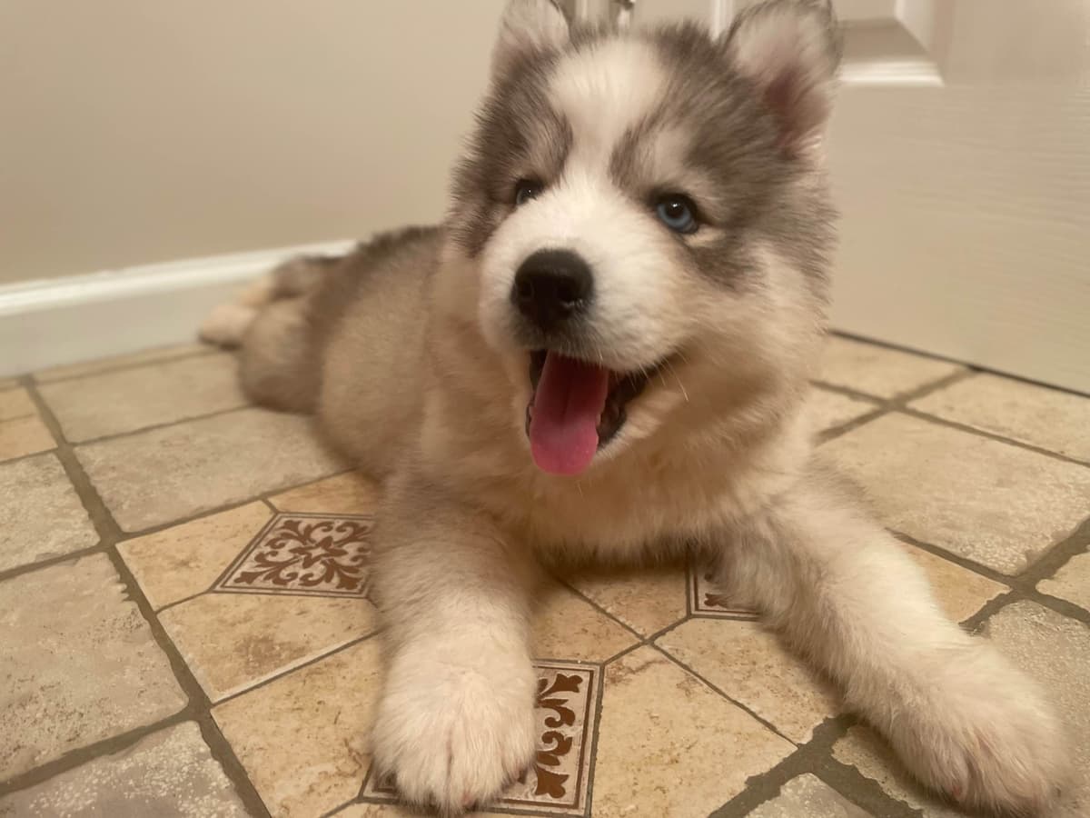 Siberian Husky Puppies breeder image 5