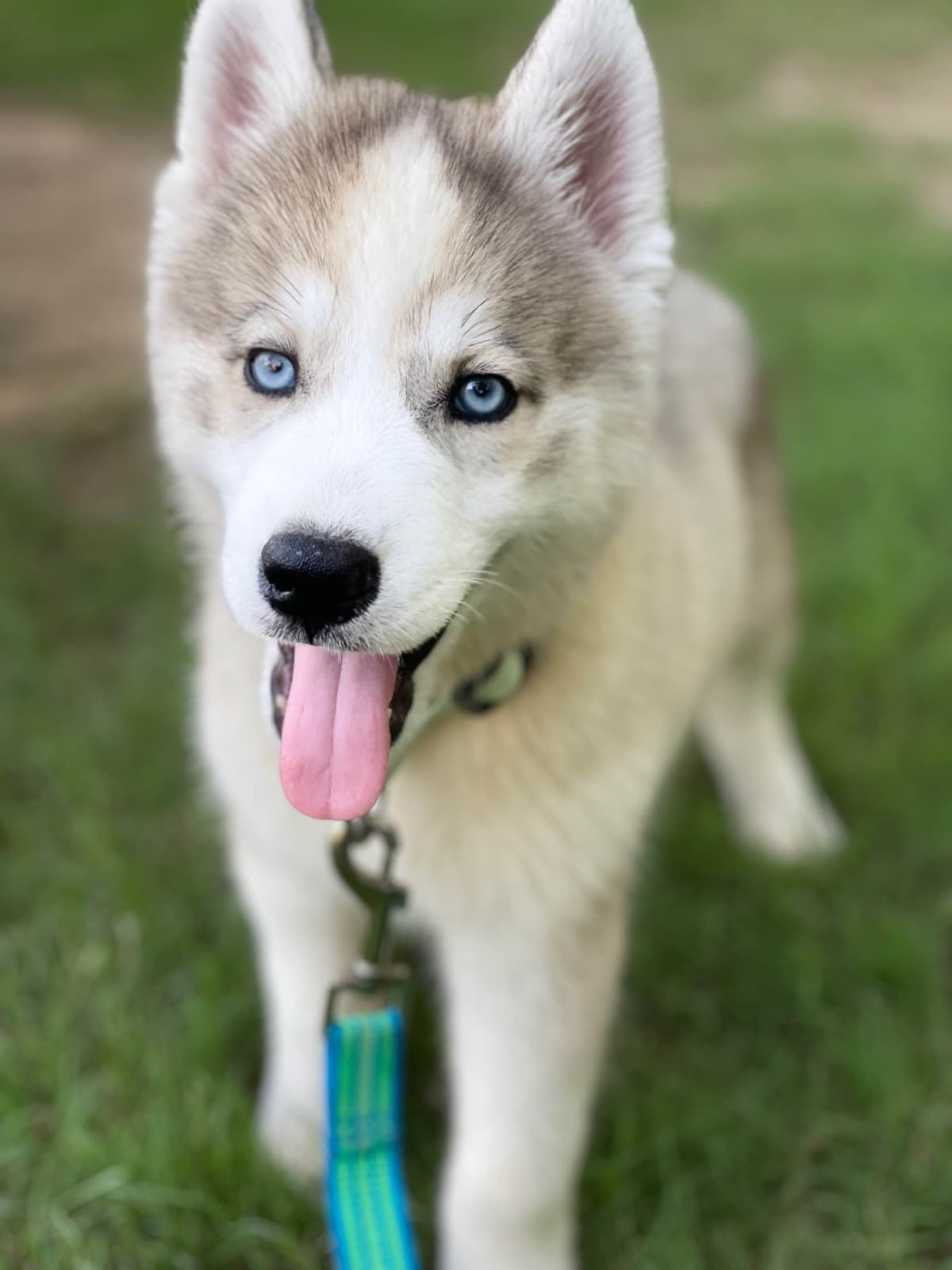 Siberian Husky Puppies breeder image 9