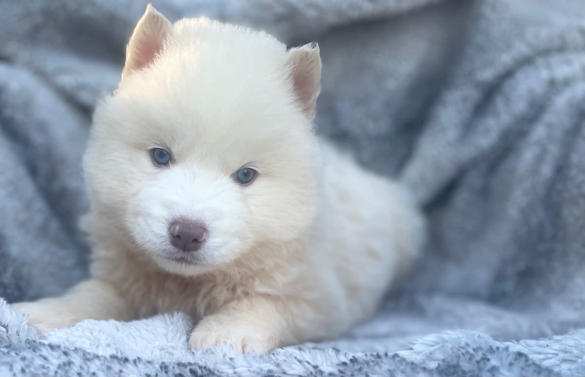 Siberian Husky Puppies breeder image 24
