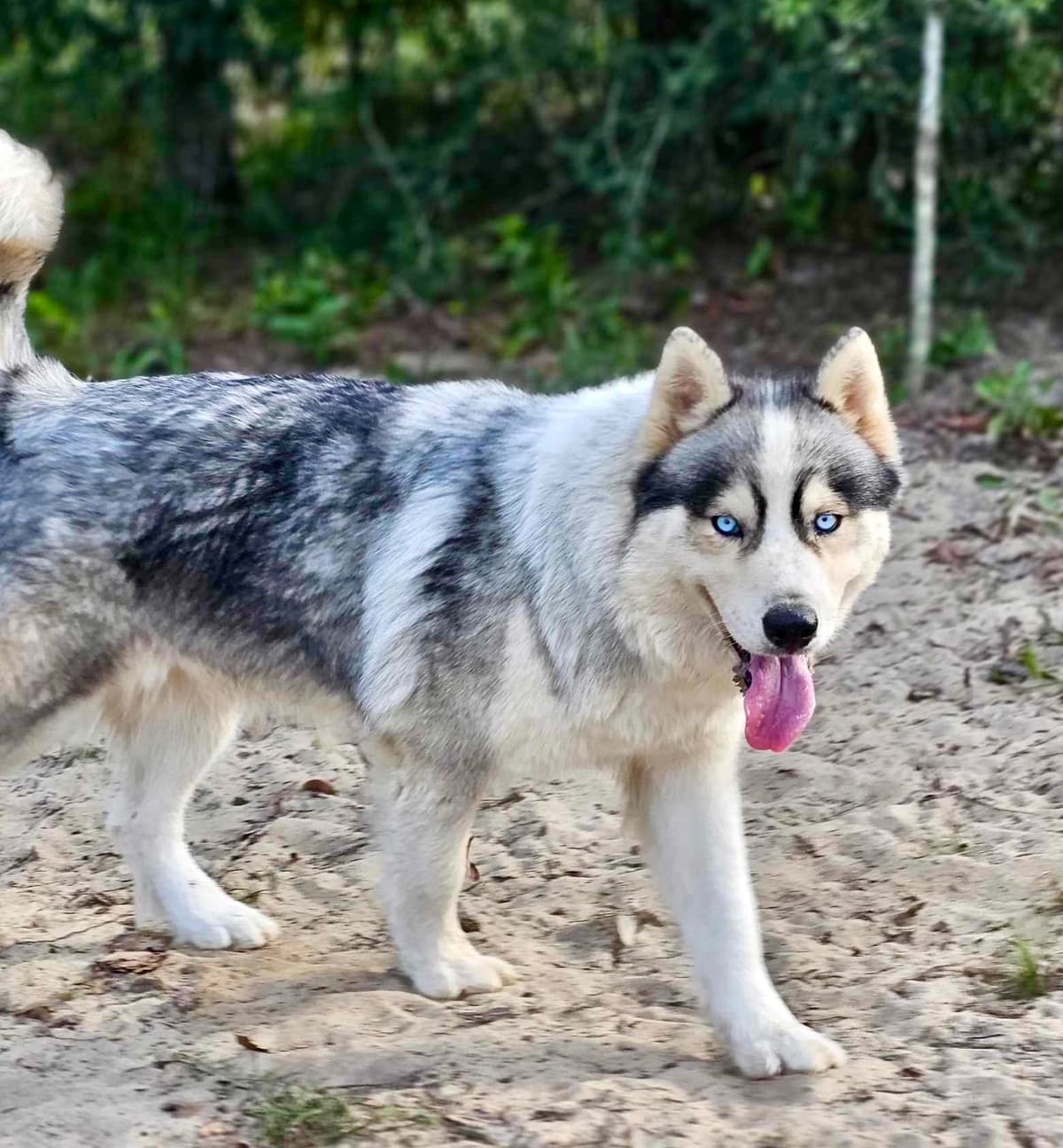 Siberian Husky Puppies breeder image 10