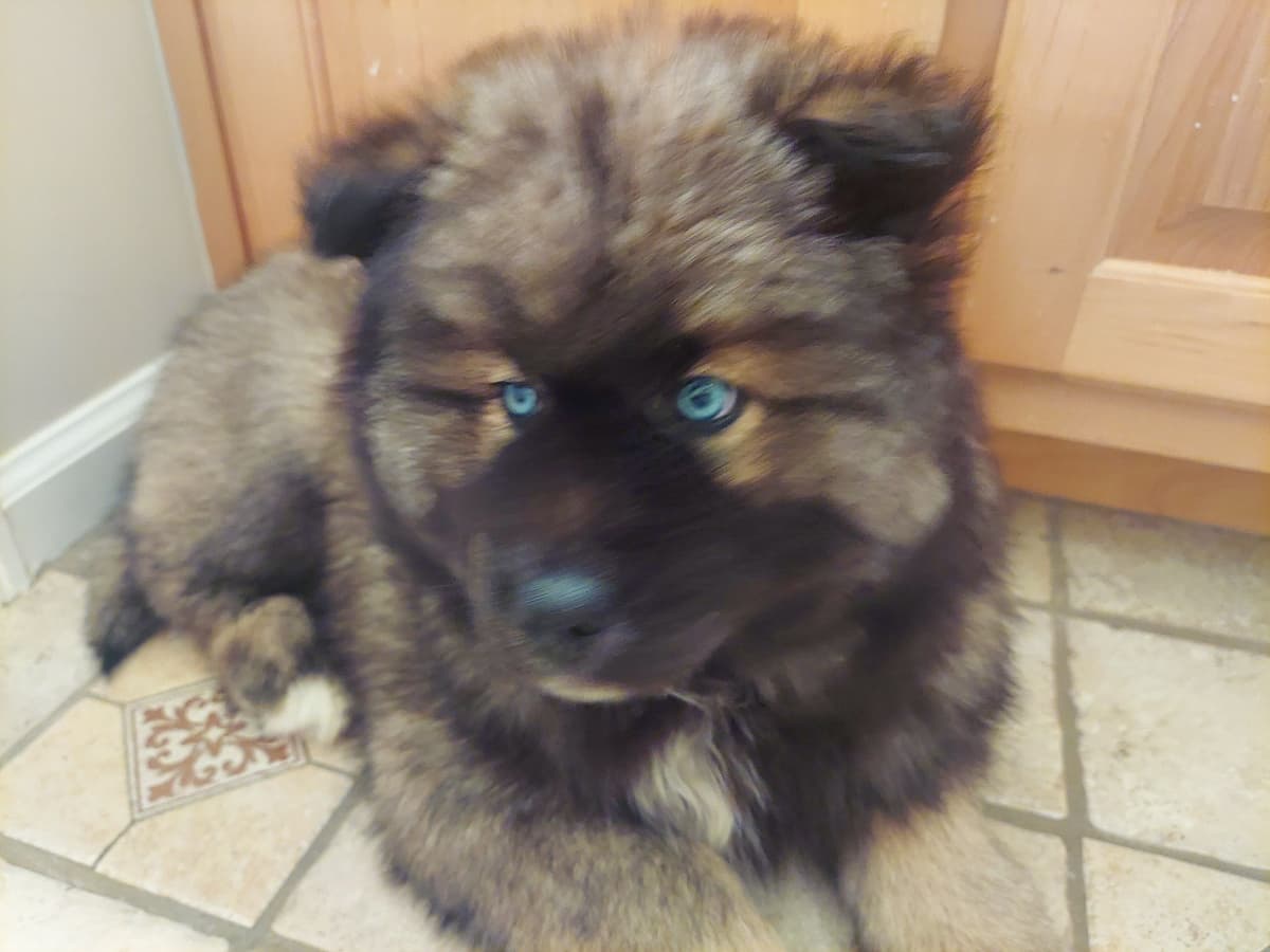 Siberian Husky Puppies breeder image 2