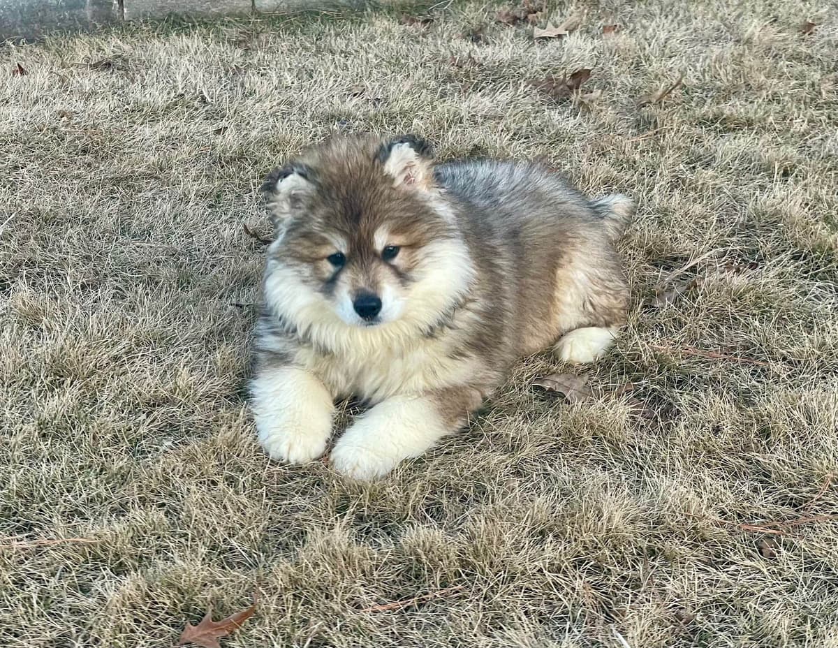 Siberian Husky Puppies breeder image 4