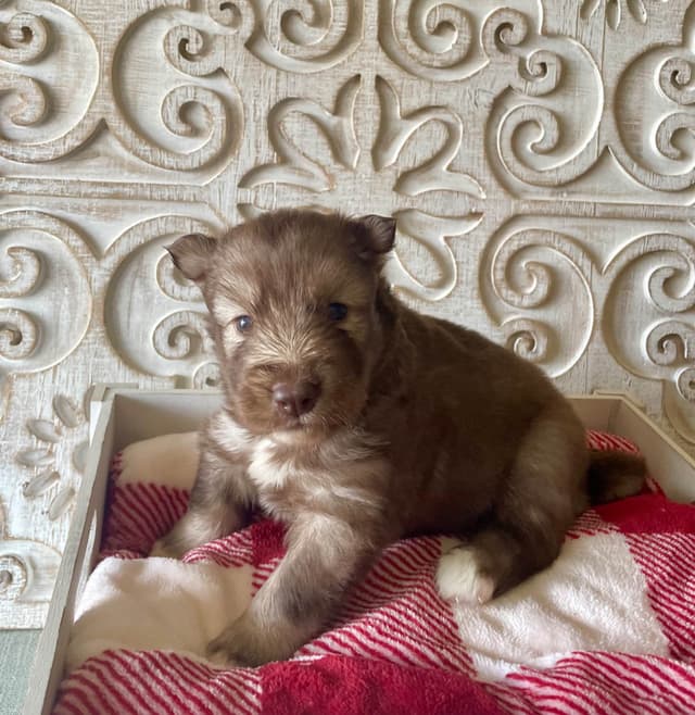 Siberian Husky Puppies media 5