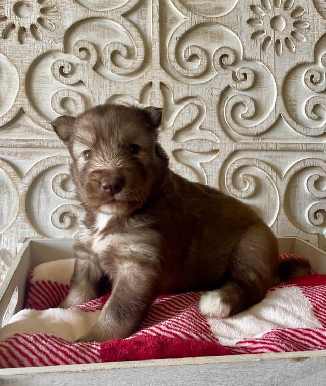 Siberian Husky Puppies media 6