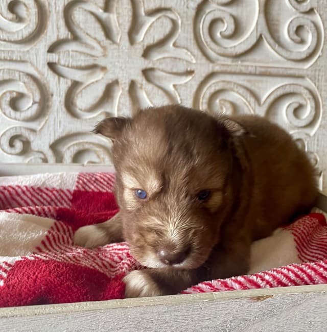 Siberian Husky Puppies media 3