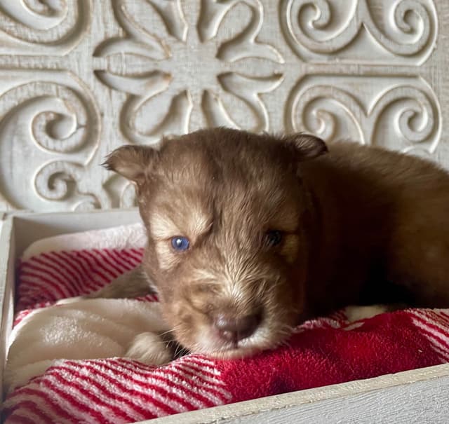 Siberian Husky Puppies media 8