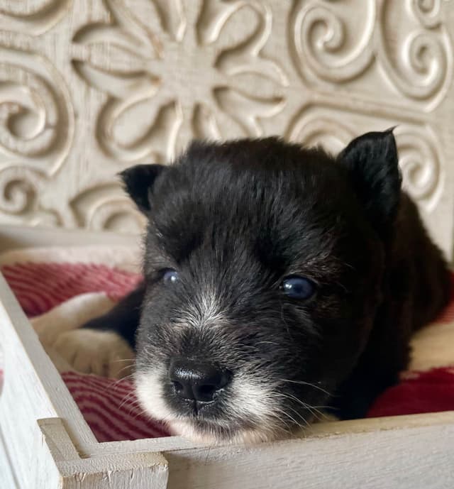 Siberian Husky Puppies media 7