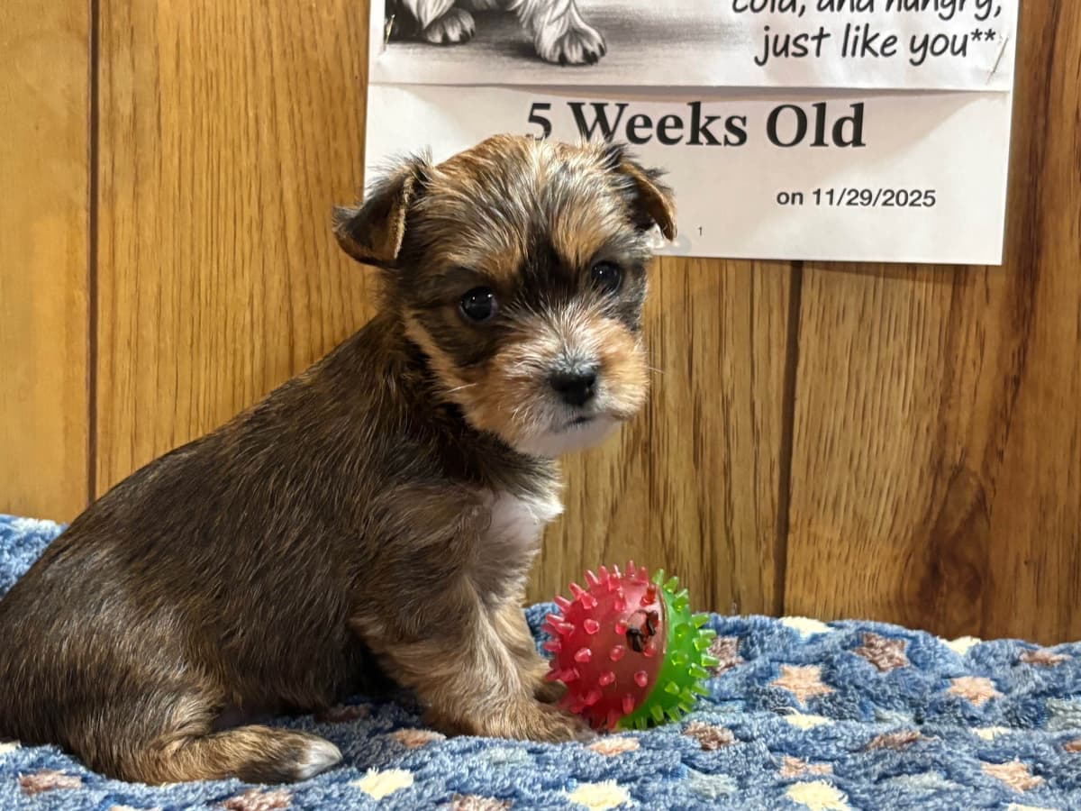 Yorkshire Terrier Puppies breeder image 4