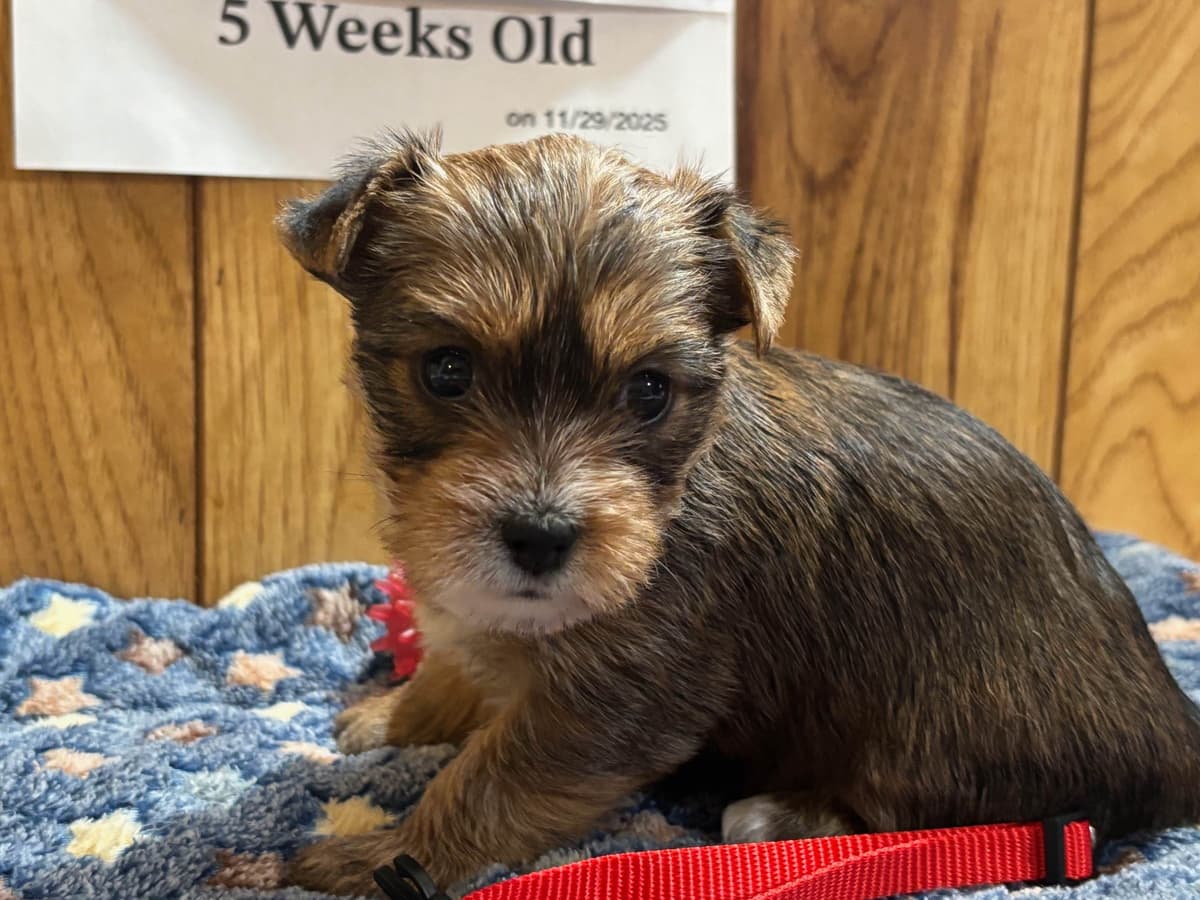Yorkshire Terrier Puppies breeder image 5