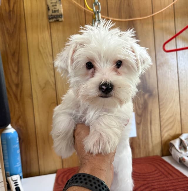 Yorkshire Terrier Puppies media 2
