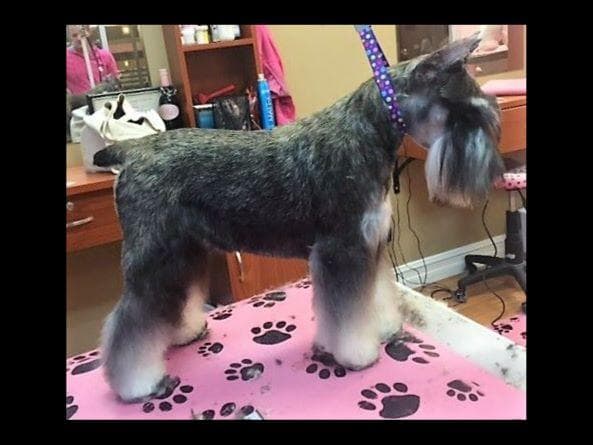 Miniature Schnauzer Puppies breeder image 2