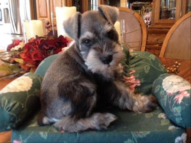 Miniature Schnauzer Puppies breeder image 3