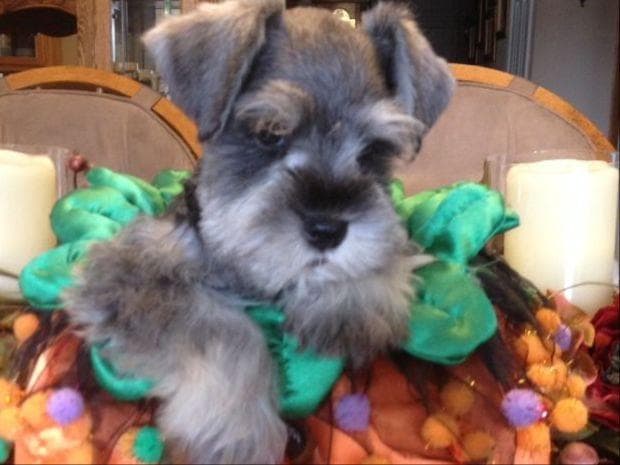Miniature Schnauzer Puppies breeder image 4