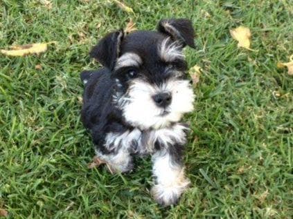 Miniature Schnauzer Puppies breeder image 5