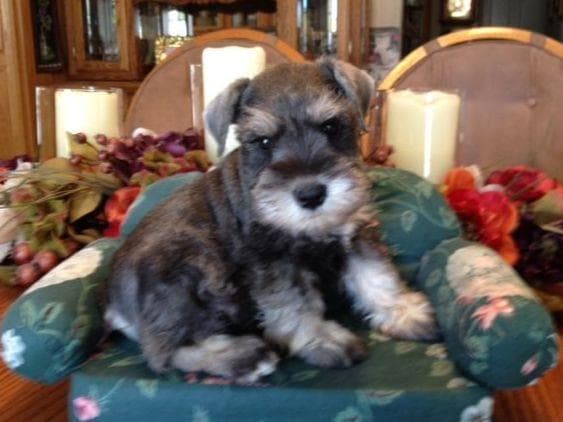 Miniature Schnauzer Puppies breeder image 7