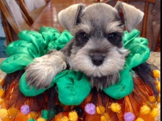 Miniature Schnauzer Puppies breeder image 1
