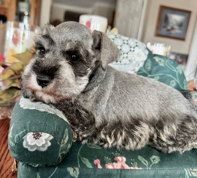 Miniature Schnauzer Puppies media 3