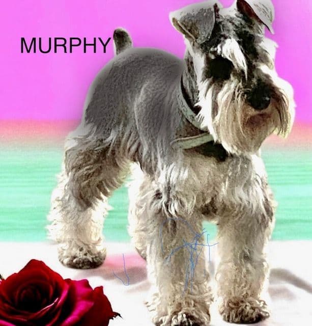 Miniature Schnauzer Puppies media 5