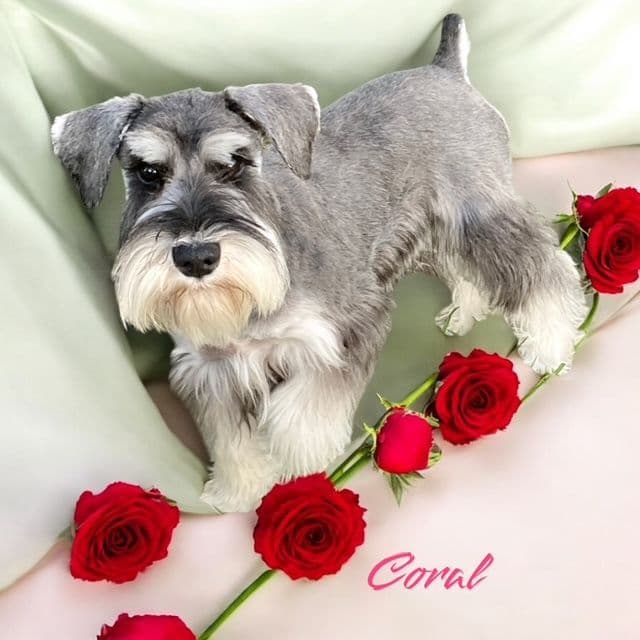 Miniature Schnauzer Puppies media 6
