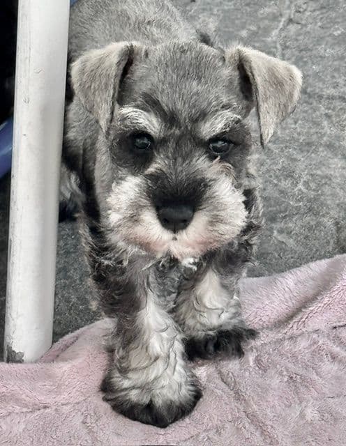 Miniature Schnauzer Puppies media 4