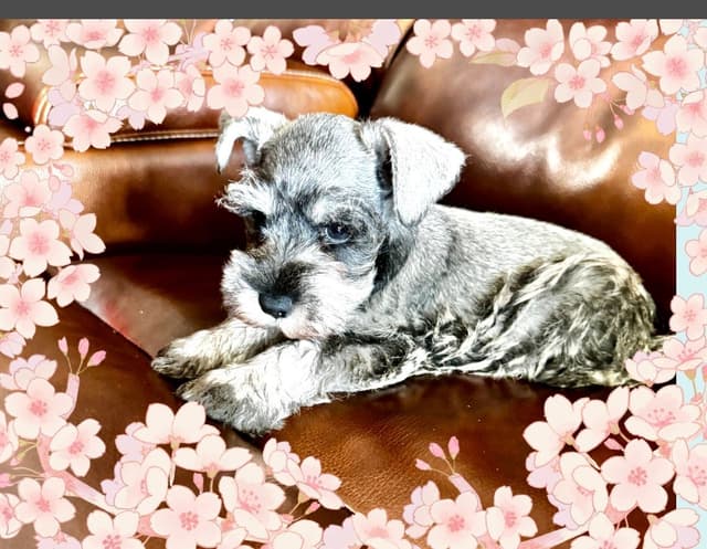 Miniature Schnauzer Puppies media 2